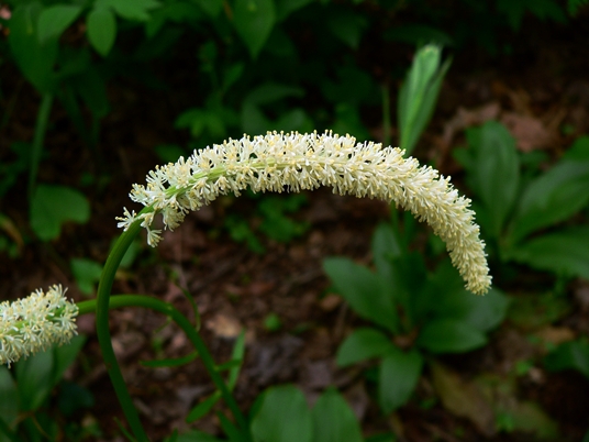 {Chamaelirium luteum}